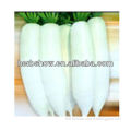 F1 Hybrid Radish seeds for cultivating